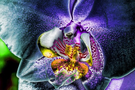 orchidhipassgradientcolor8-18-11.jpg